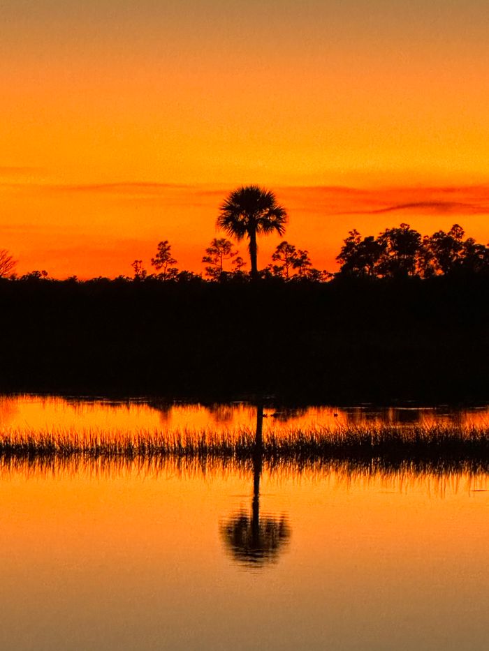 A tranquil reflection of palm trees during a golden sunset in Jupiter, Florida wetlands.